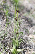 Ophrys × aghemanii